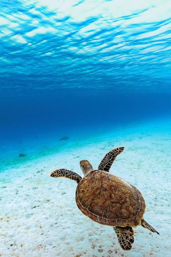 green sea turtle, green turtle, sea turtle, turtle, reptile, animal, sea, ocean, underwater, endangered species, nature, sea, sea, sea, sea, sea